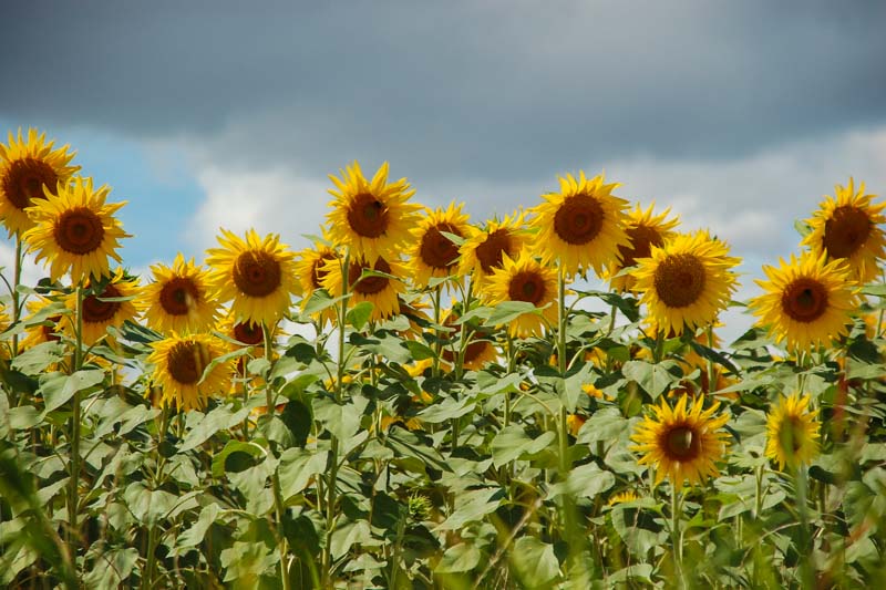 Location vacances proche Albi dans le Tarn 81