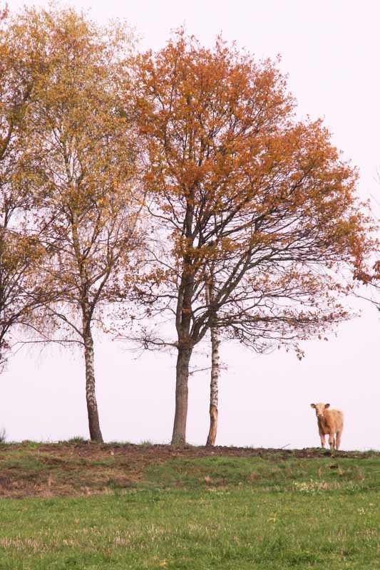 Location de gite proche Albi, Cathédrale Sainte Cécile d'Albi dans le Tarn